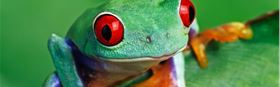 FREE - Community Conservation Event - Build A Frog Hotel