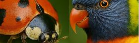 FREE - Community Conservation Event - Decorate A Bugs And Birds Water Bowl