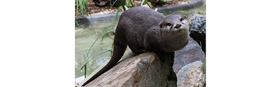 Otter Encounter