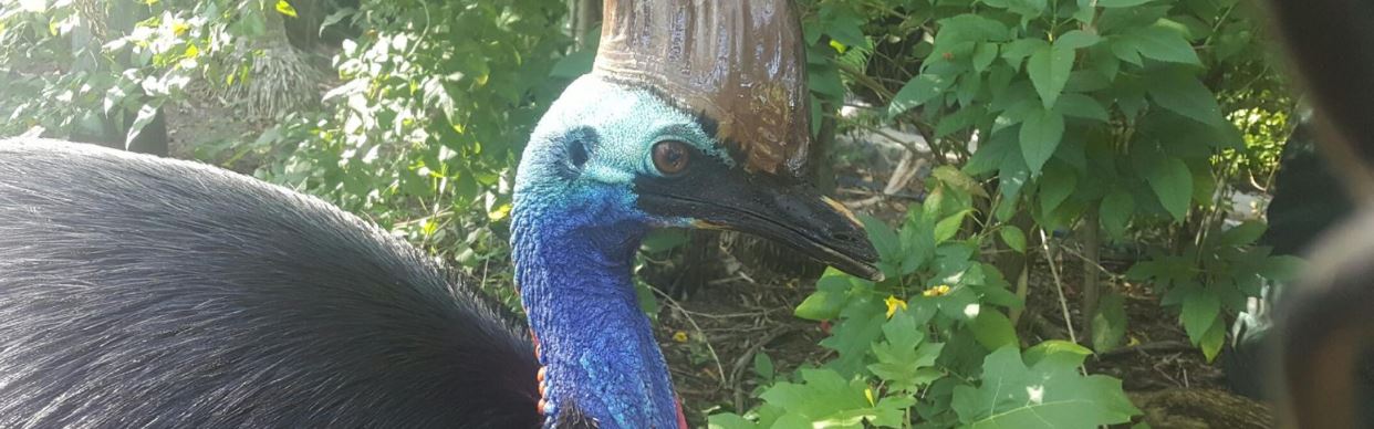 Cassowary Adoption