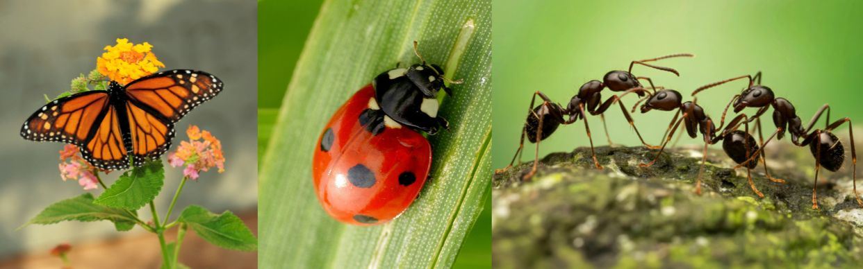 FREE - Community Conservation Event - Backyard Habitat - Bugs in Mugs