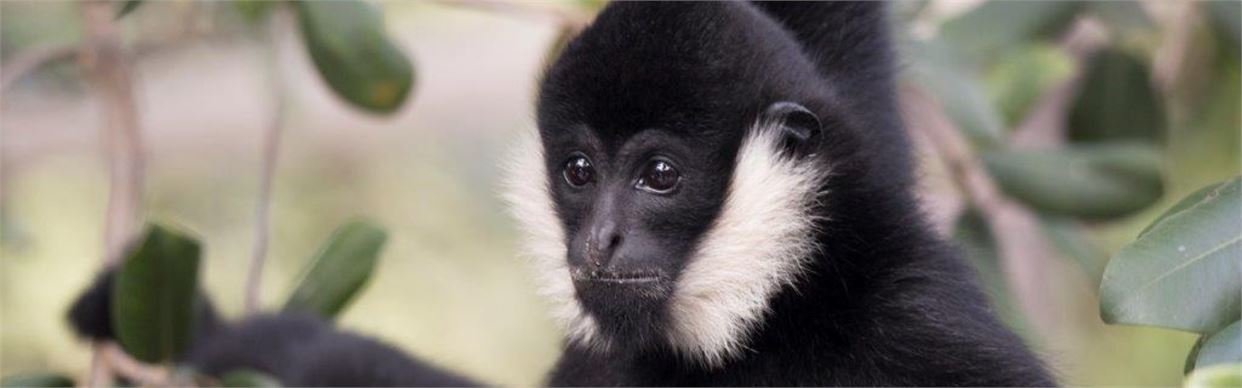 Gibbon Adoption