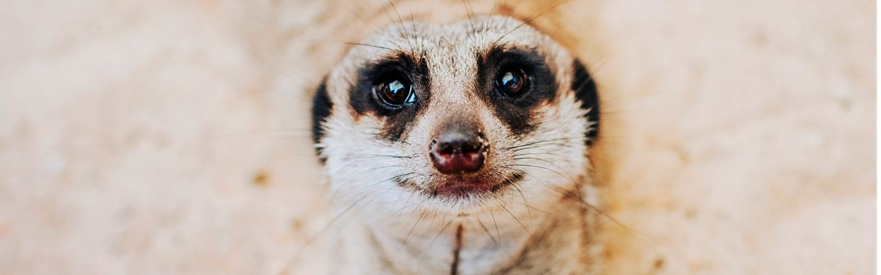 Group Meerkat Encounter - Gift Voucher