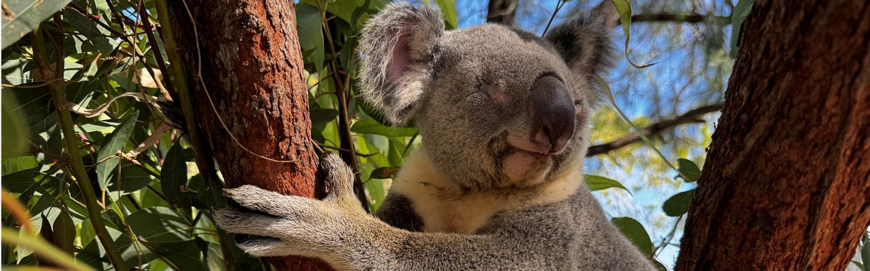Koala Adoption
