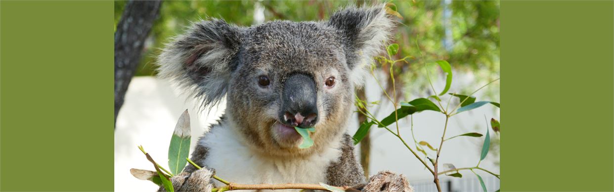 Koala Adoption