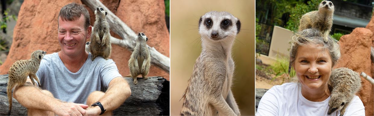 Accessible Meerkat Encounter