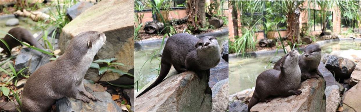 Otter Encounter