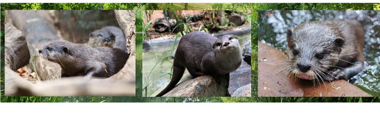 Otter Encounter