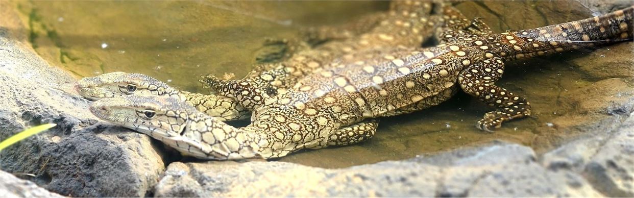 Perentie Adoption