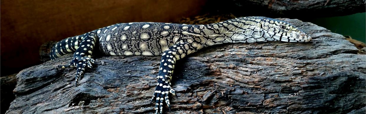 Perentie Adoption