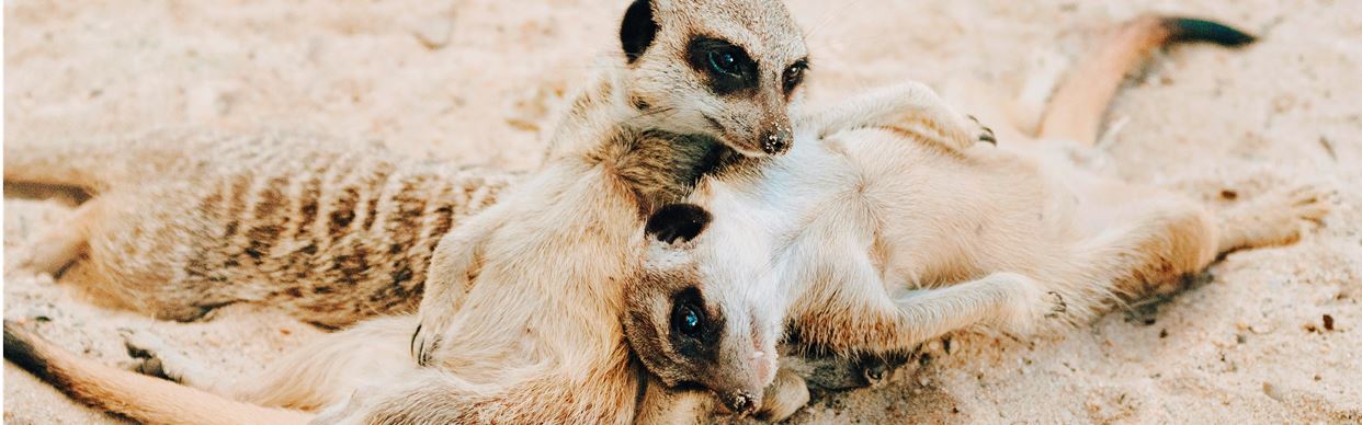 Single Meerkat Encounter - Gift Voucher