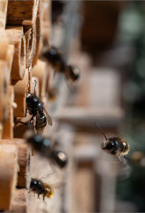 FREE - Native Bee Hotel Building Workshop